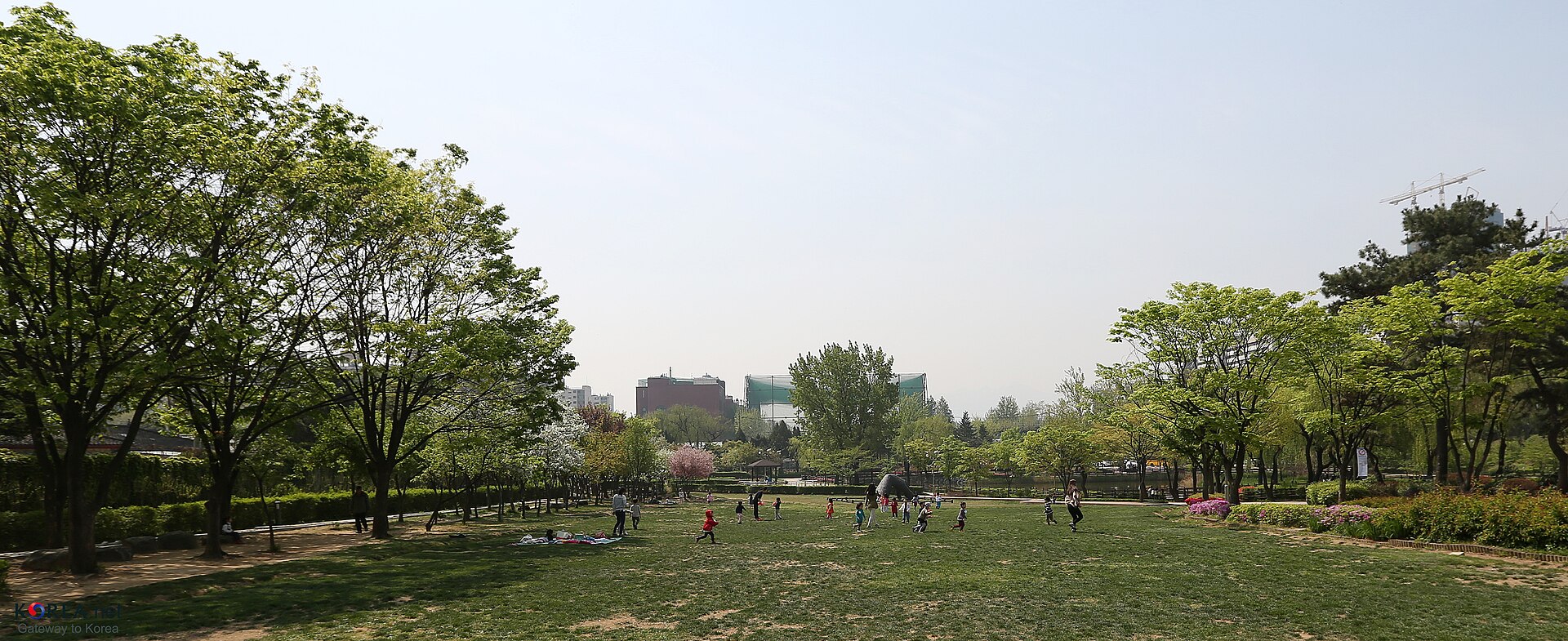 A grassy area within the park.