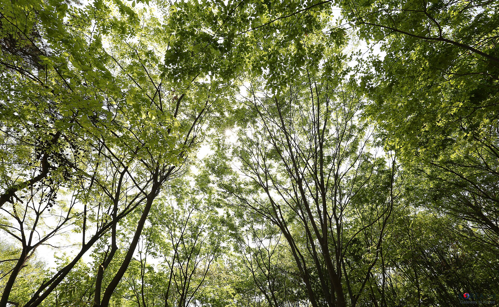 Branches and foliage viewed from below.