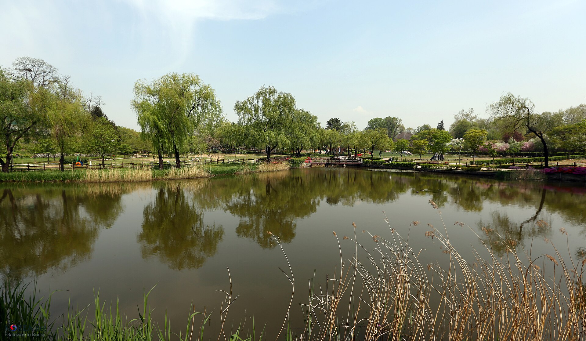Trees reflected in the pond.