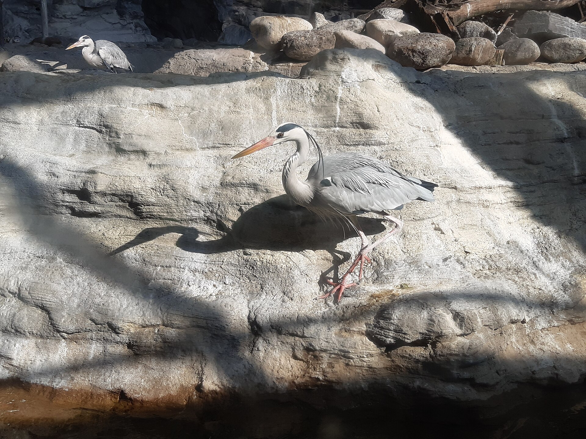 A bird resting near rocks in an archival park photograph.