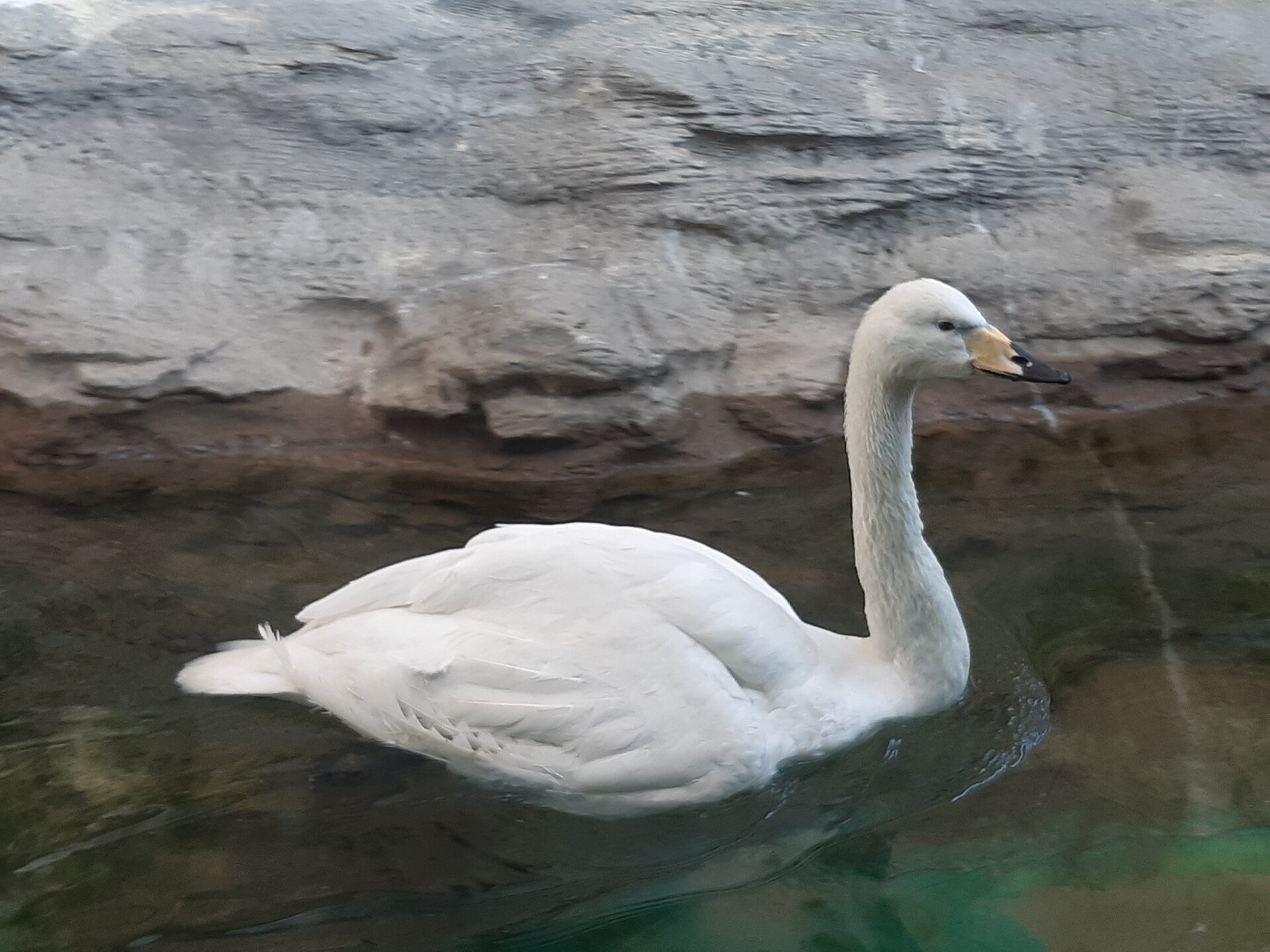 A waterbird photographed at the park; not a current animal inventory.