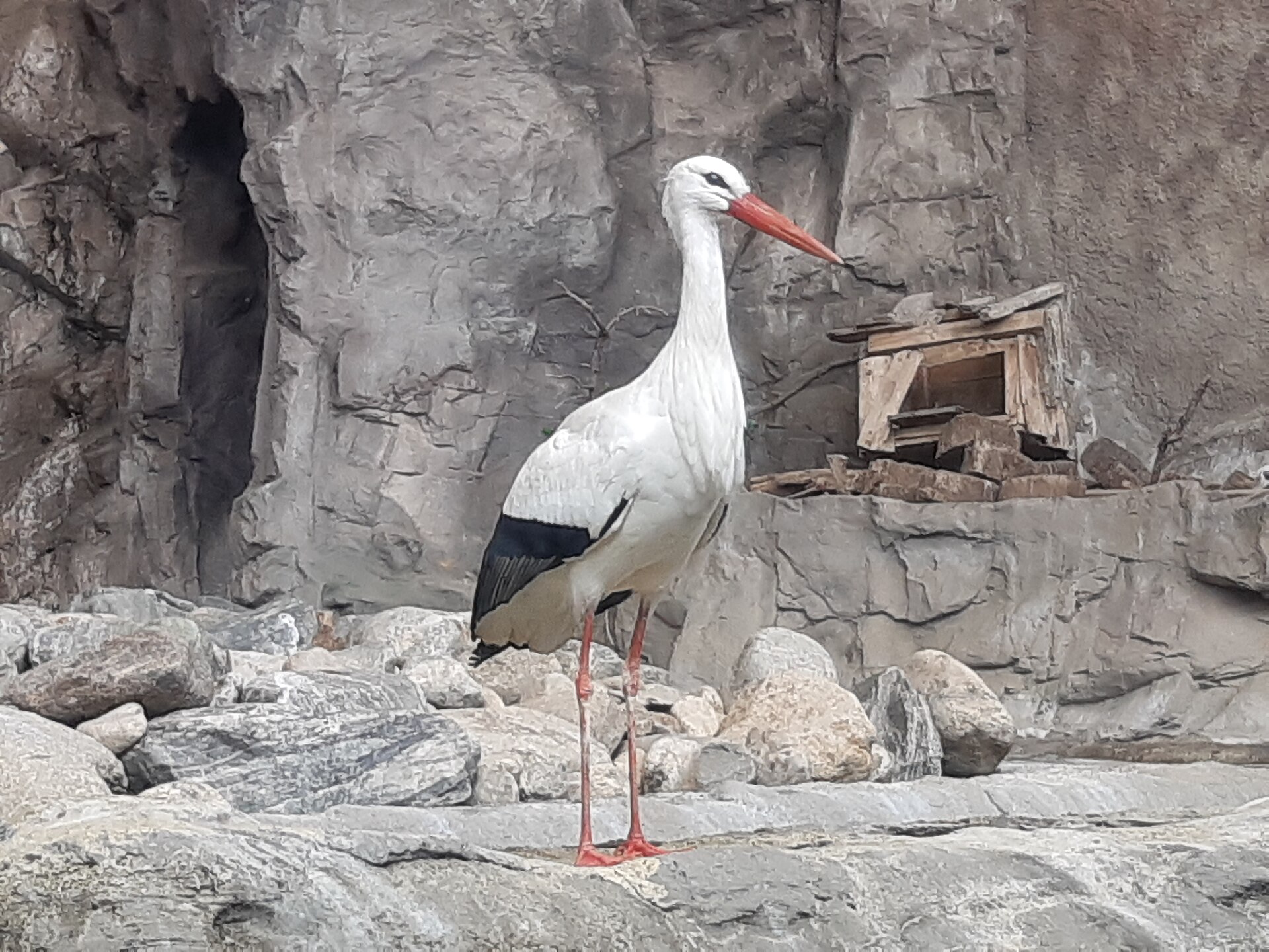 A bird photographed within an animal viewing area.