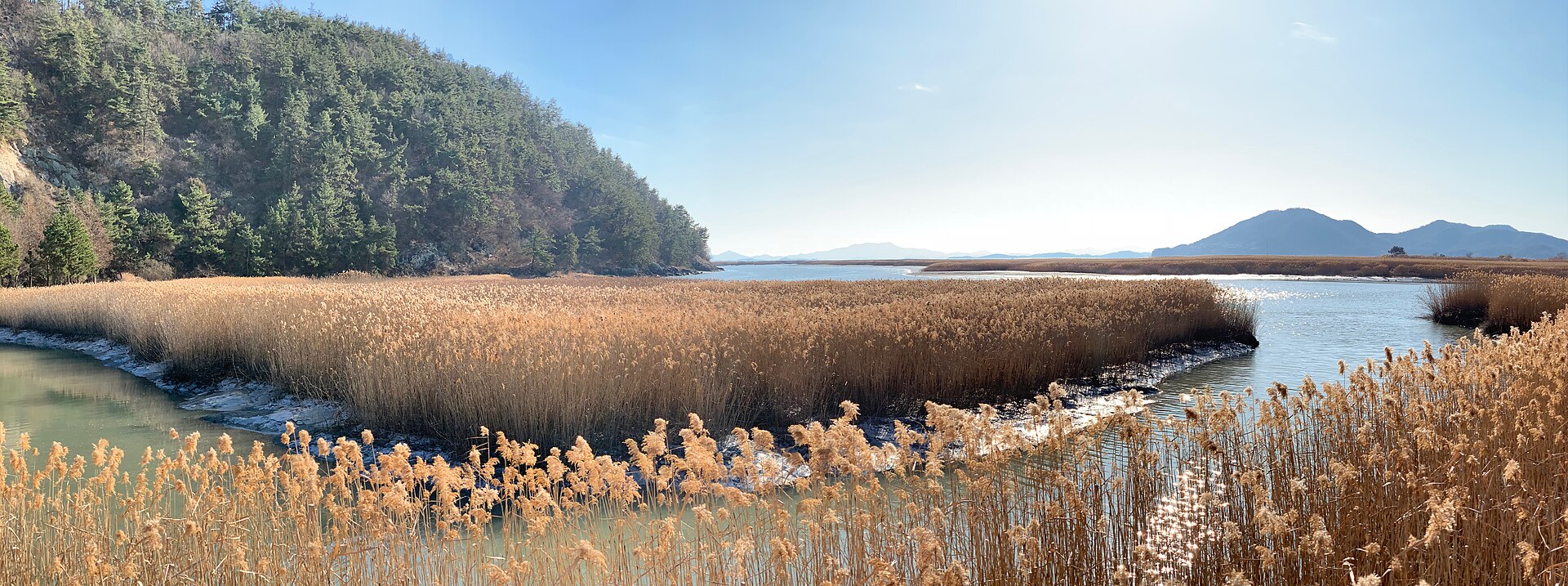 Reed beds and a water channel at Suncheon Bay
