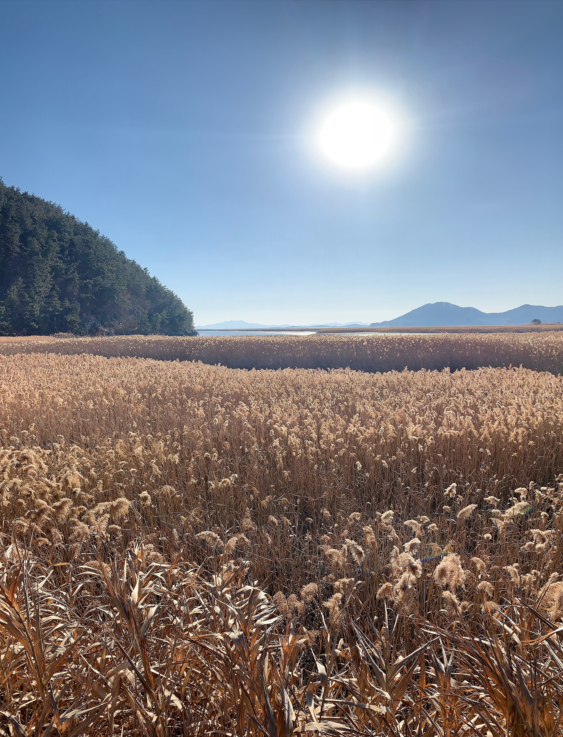 Close view of tall reeds at Suncheon Bay