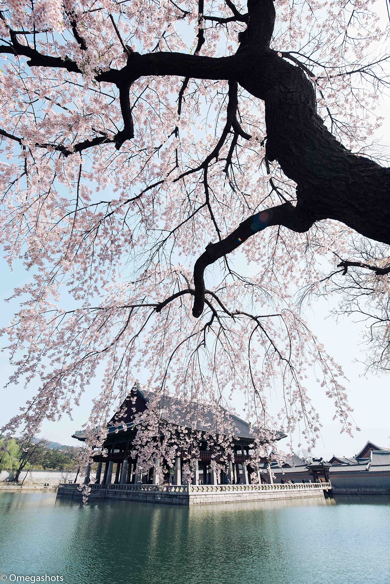 Gyeonghoeru Pavilion beside its pond, photographed beneath spring blossoms